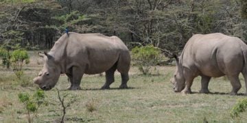 Zoo feature - Northern White Rhino