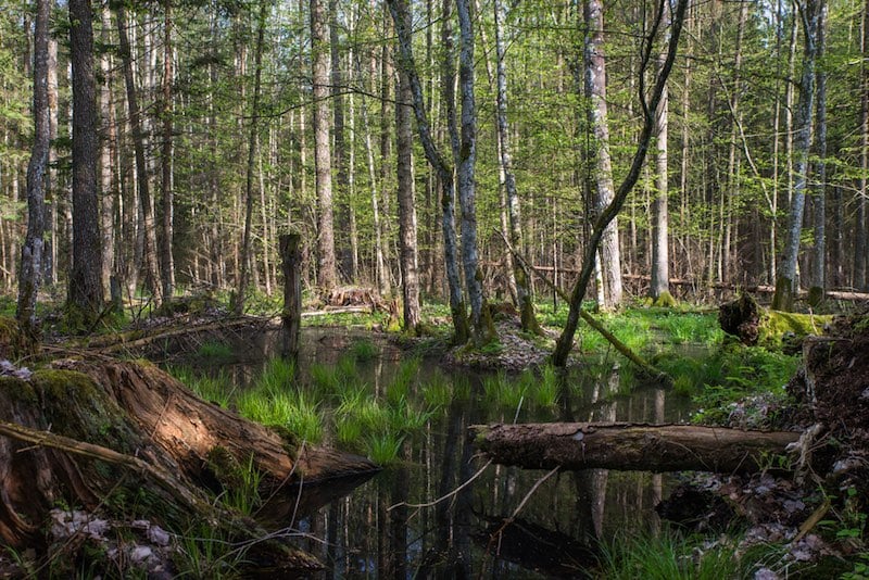 Puszcza Białowieska