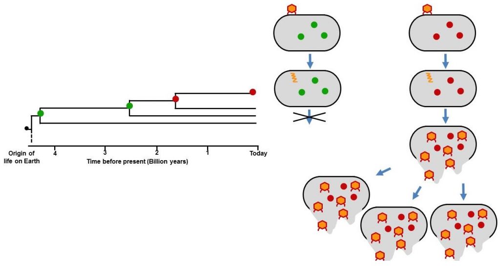 thioreduxin phages fossil enzymes granada