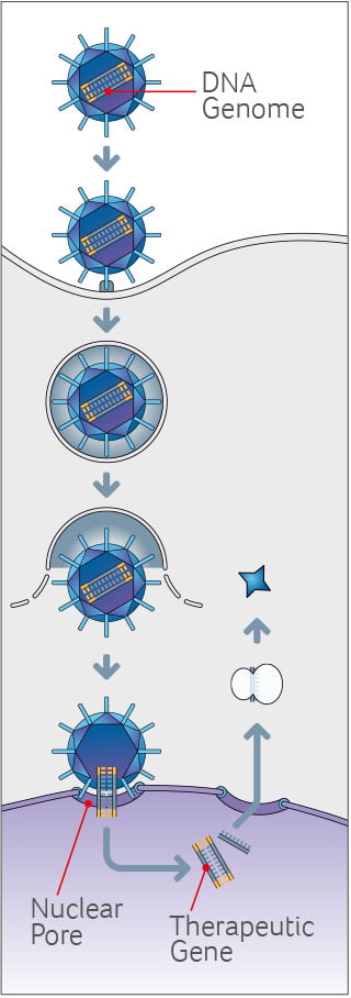 vivet therapeutics gene therapy