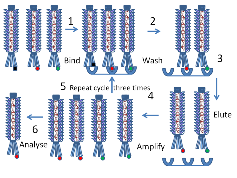 Phage Display