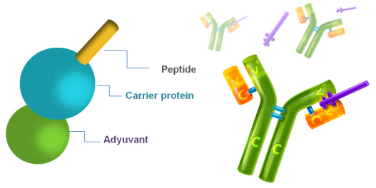 Araclon Biotech Alzheimers vaccine amyloid beta