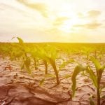 Gene Editing GMO Review