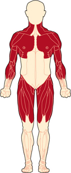 In the early stages, Duchenne MD affects the shoulder and upper arm muscles and the muscles of the hips and thighs. These weaknesses lead to difficulty in rising from the floor, climbing stairs, maintaining balance and raising the arms. (Source: mda.org)