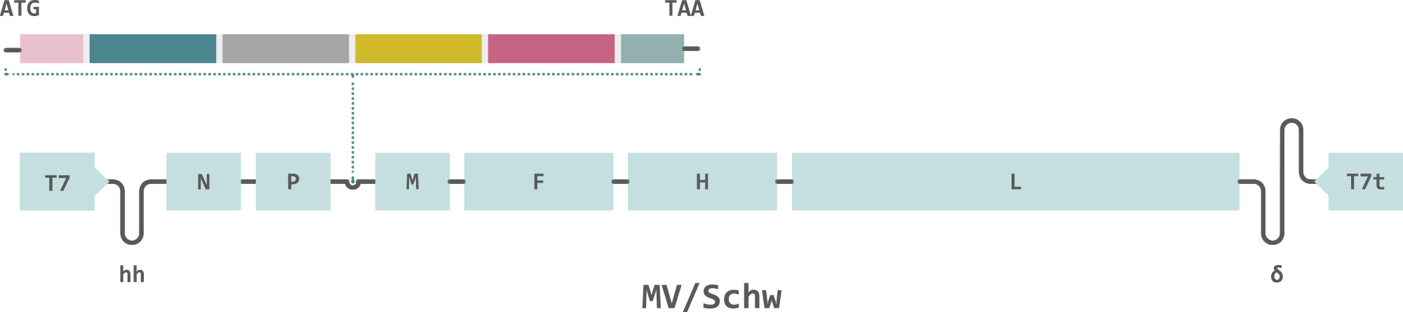 Themis-Chikungunya-Vaccine