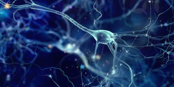 brain organoids tissue engineering austria