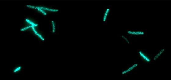 e coli p450 biotechnology ingenol taxol