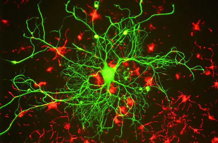 neuron cell culture organoid minibrain