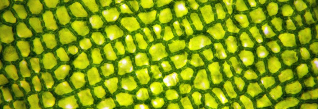 p450 enzymes bioactive compounds fermentation