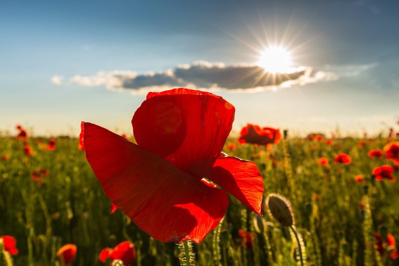 shutterstock_650630173