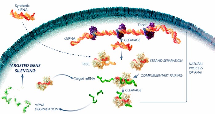 Alnylam Sanofi Hemophilia RNAi