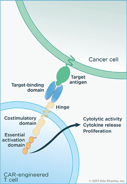 CAR-T-chimeric-antigen-receptor