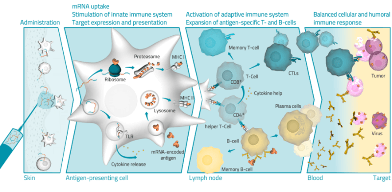 Mrna vaccines are inspired by basic biology. Mrna Vaccine . CureVac Publishes First-in-Human Data on Rabies mRNA Vaccine