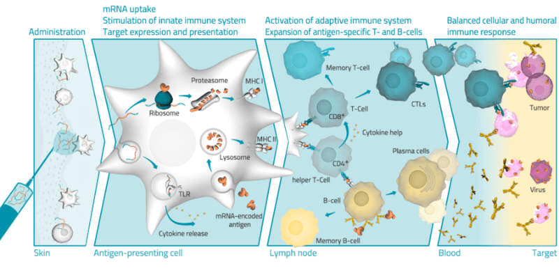 CureVac mRNA vaccine RNActive Rabies