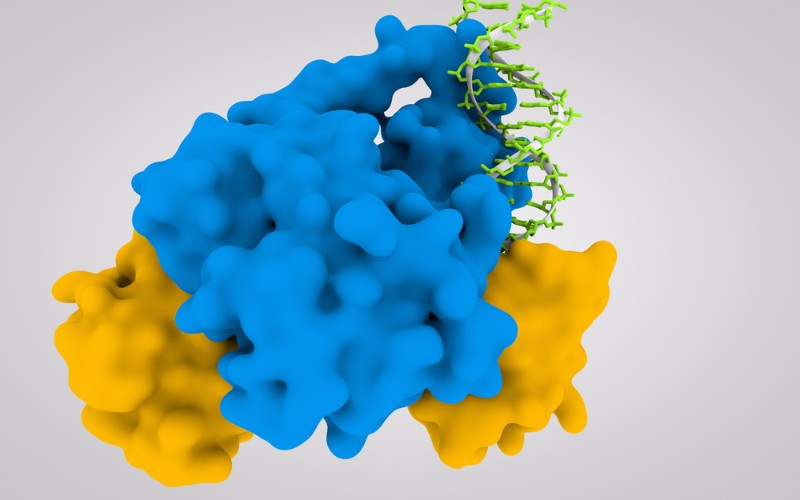 PPAR gamma (blue) bound to DNA