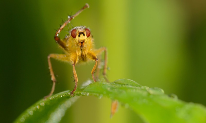 Oxitec genetically modified mosquitoes Netherlands