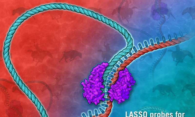 lasso cloning long fragment sequencing trento