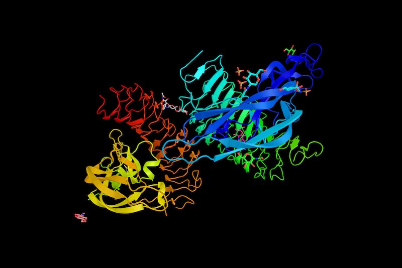 The follicle-stimulating hormone receptor (FSHR) may be linked to polycystic ovary syndrome and prostate cancer