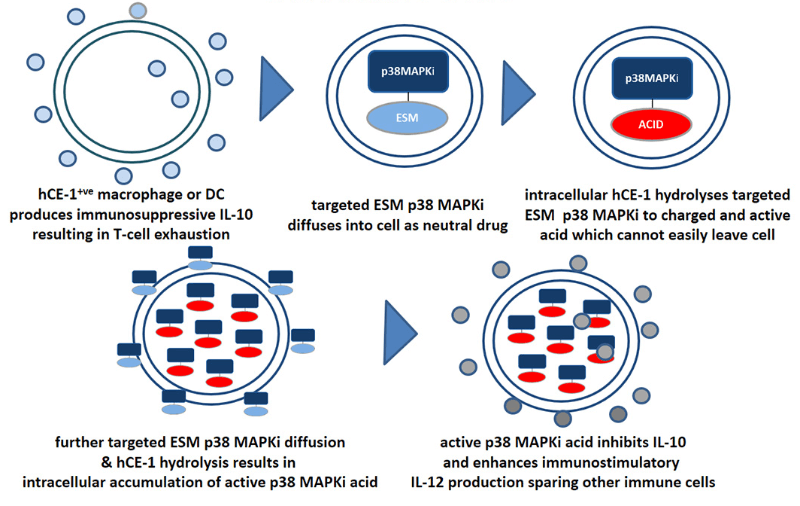 Merck ventures macrophage pharma p38mapi cancer