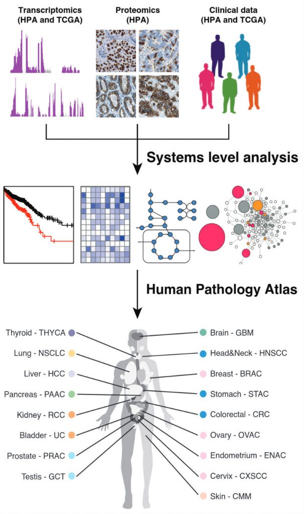 Pathology Atlas Cancer Genome