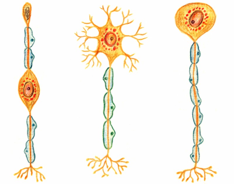 probiodrug-alzheimers-disease-mechanism