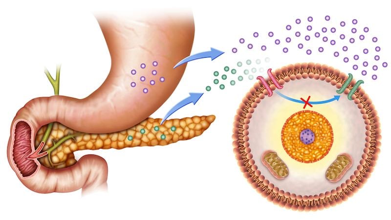 How the stomach and pancreas impact insulin and blood glucose levels