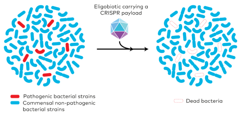 ELIGO'S Sequence-Specific Antimicrobials - antimicrobial resistance