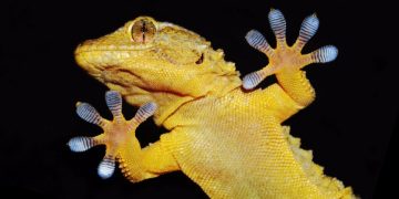 Gecko Biomedical Setalum surgical glue CE mark approval