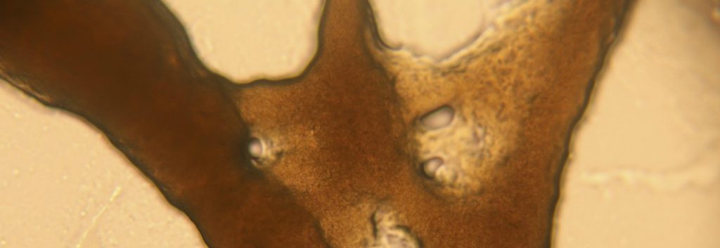 Heather Barnett Slime Mold