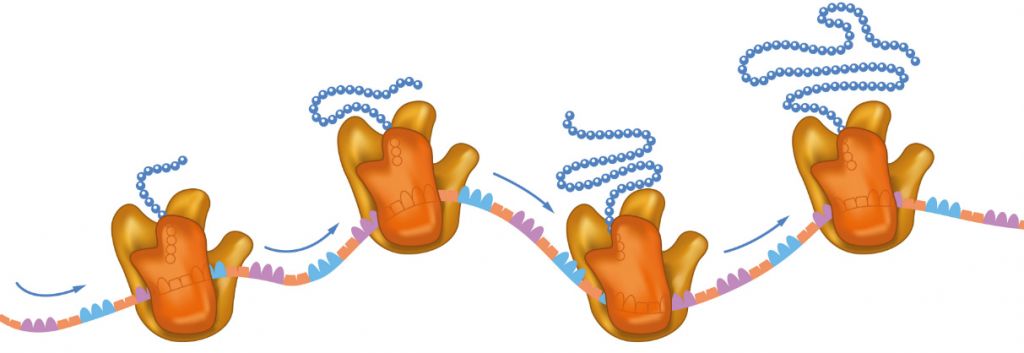 RNA review mRNA RNAi