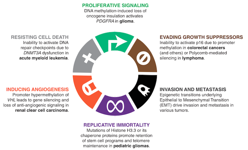 The hallmarks of cancer (Source)