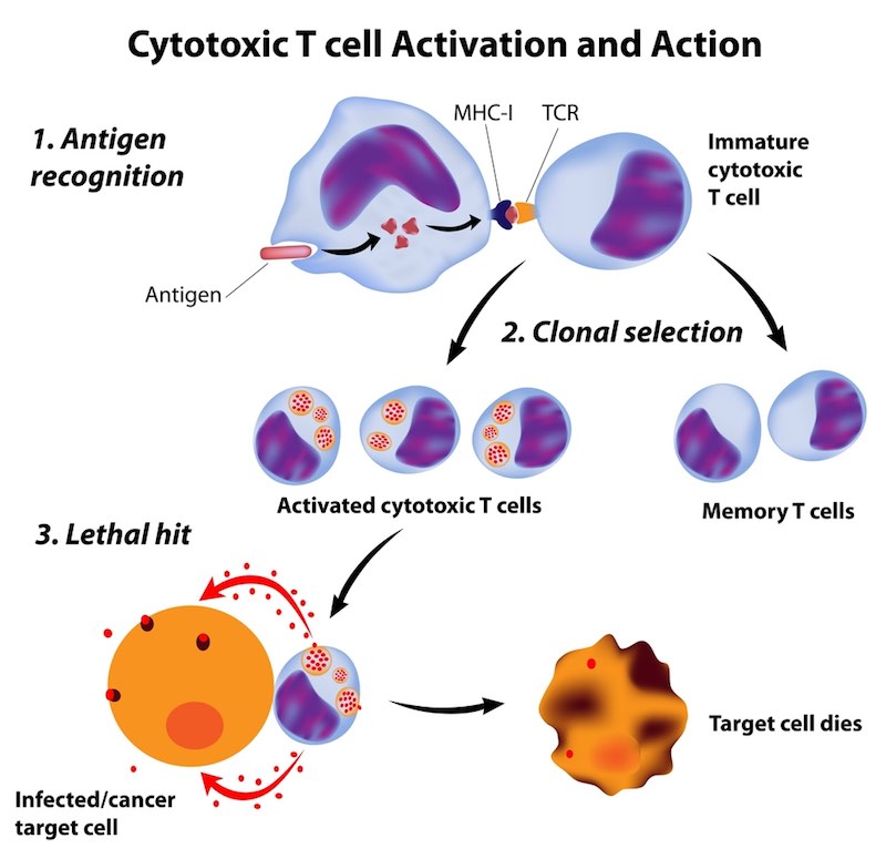 cell-medica-gregg-sando-car-t2