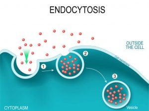 endocytosis