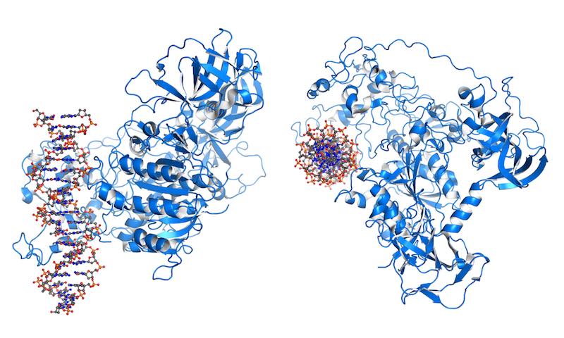 DNMT3 is an enzyme from a group of DNA methlytransferases, which modify DNA in order to regulate gene expression and activity.