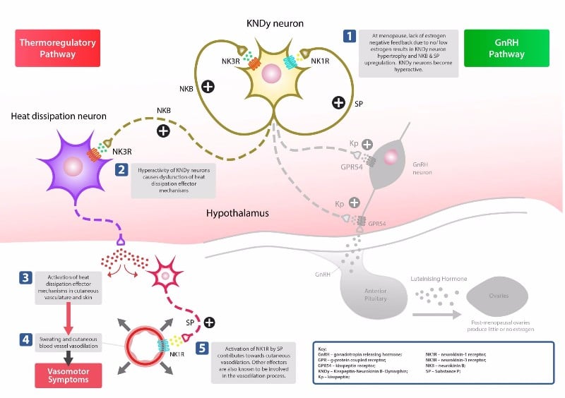 kandy therapeutics nerre menopause