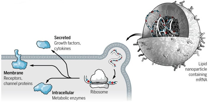 curevac mrna vaccine translation