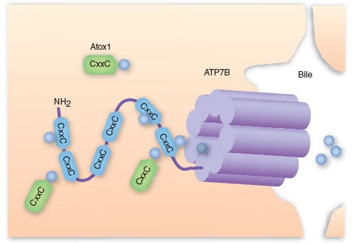 wilson's disease ATP7B