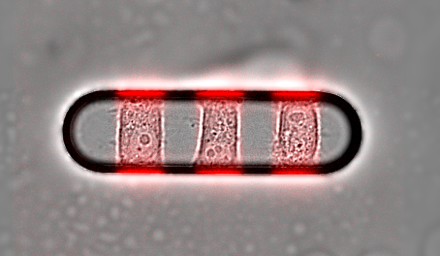 micropatterning-cells