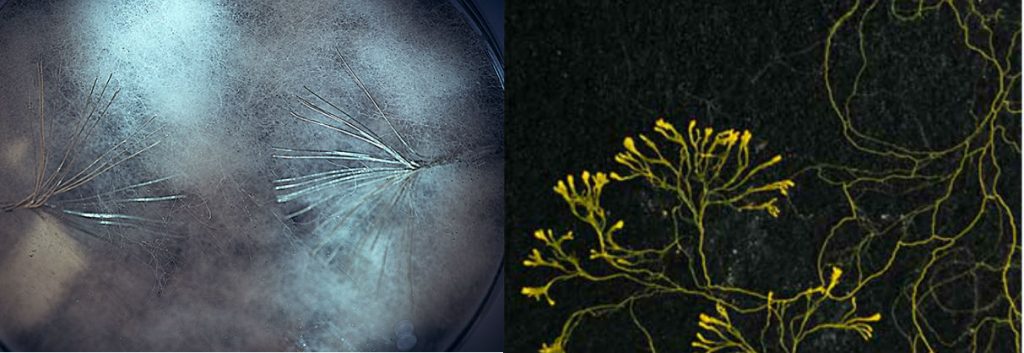 Nonhuman Networks Art Laboratory Berlin