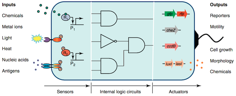 Designing cell circuits