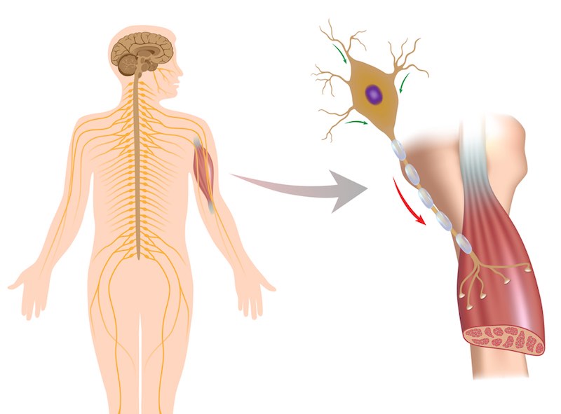 als-cure-biotech-review2