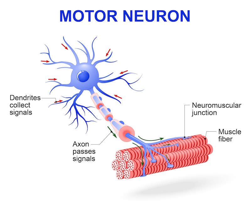 als-cure-biotech-review5