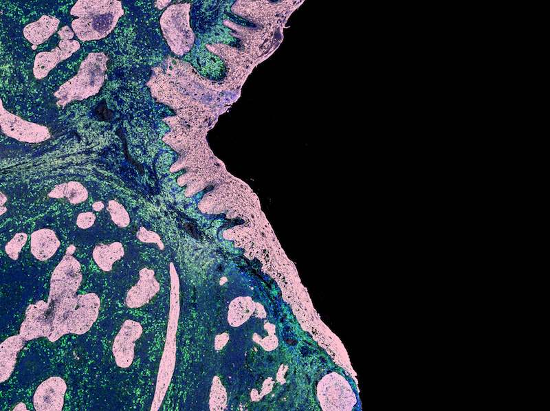 tissue staining