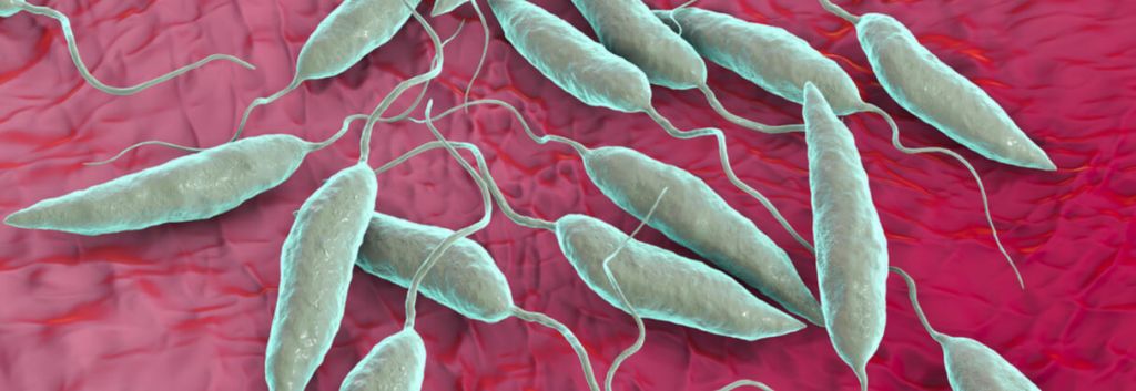 parasite leishmania drug target2 1