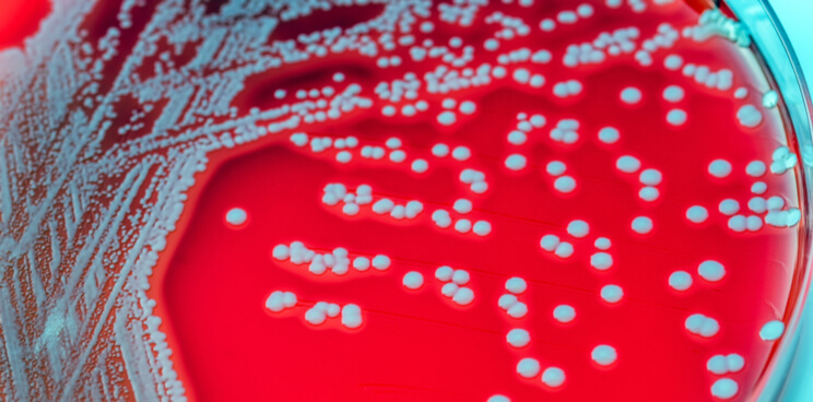 antibiotic antibody staphylococcus symphogen 1