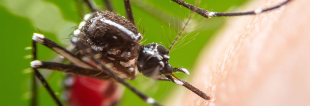 chikungunya fever Themis vaccine 1 1