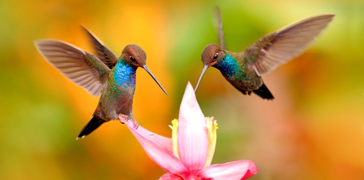 hummingbird diagnostics cancer alzheimer parkinson