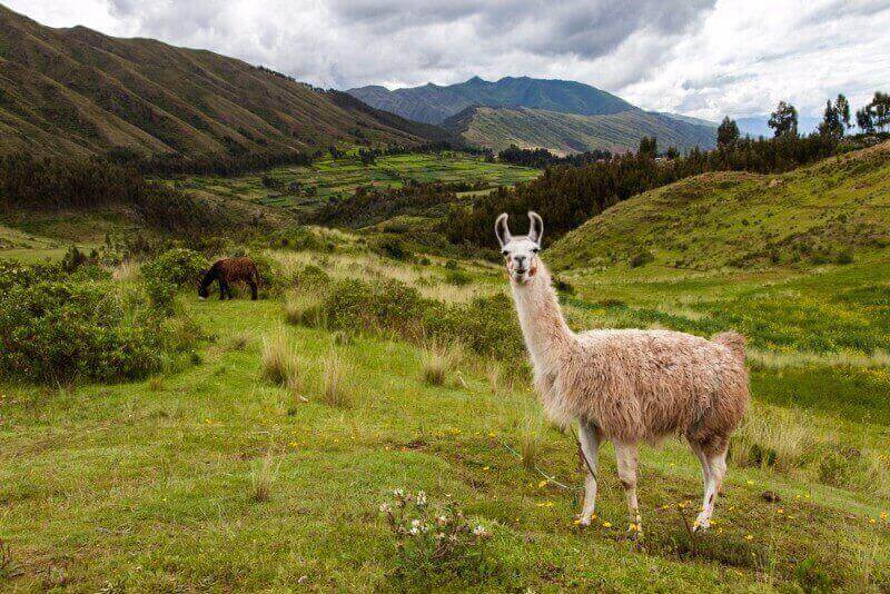 Ablynx llama nanobodies