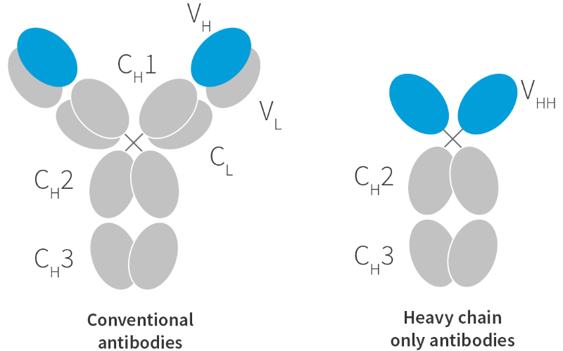 Ablynx nanobodies