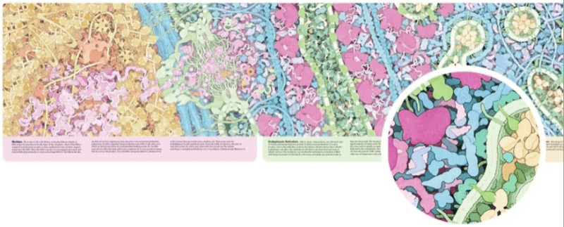 David Goodsell
